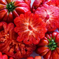 TOMATO 'Mushroom Basket'