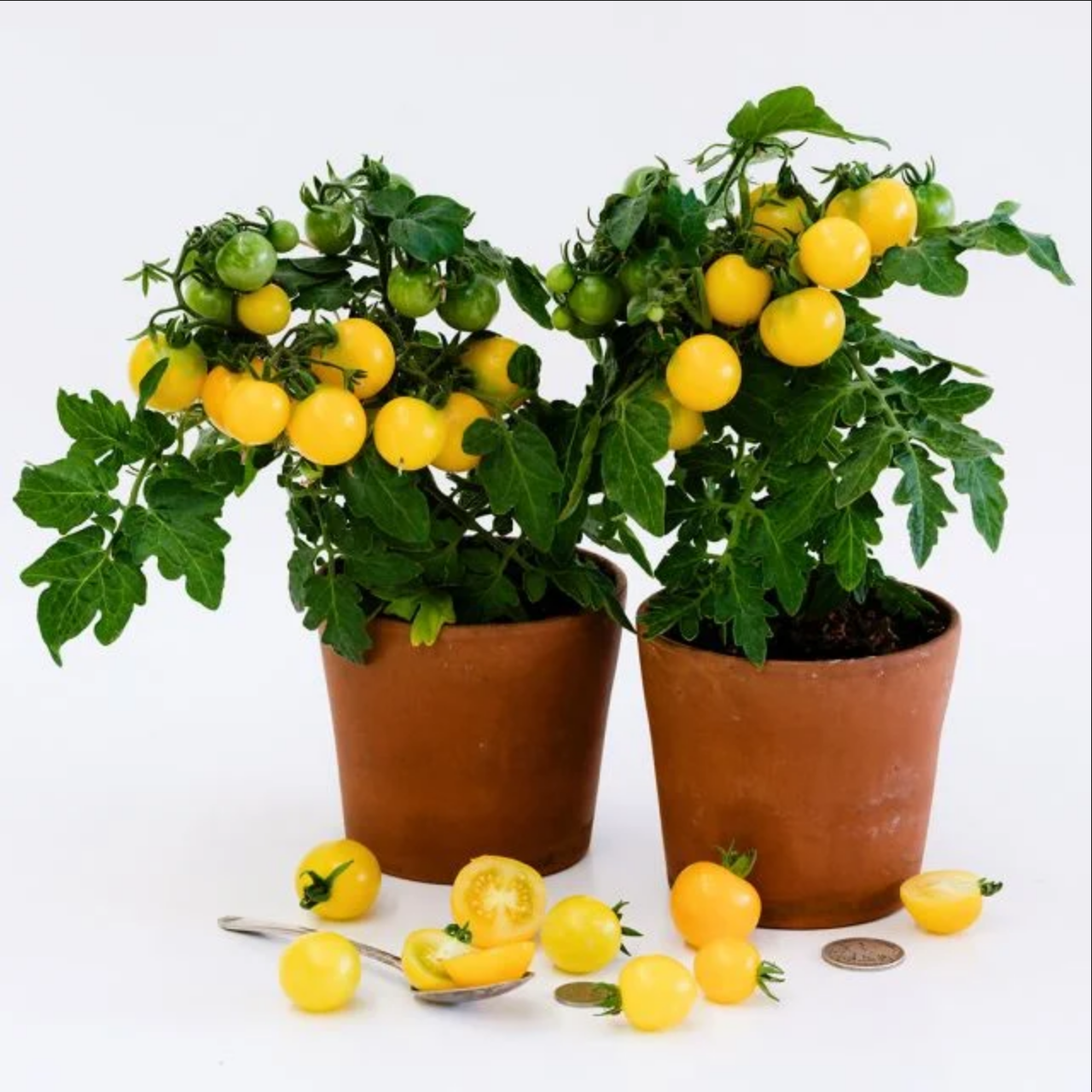 TOMATO 'Gourmandise Yellow'