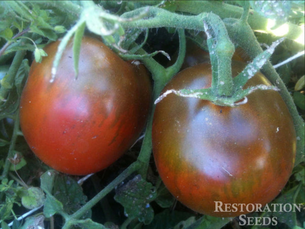 TOMATO 'Black Ethiopian'