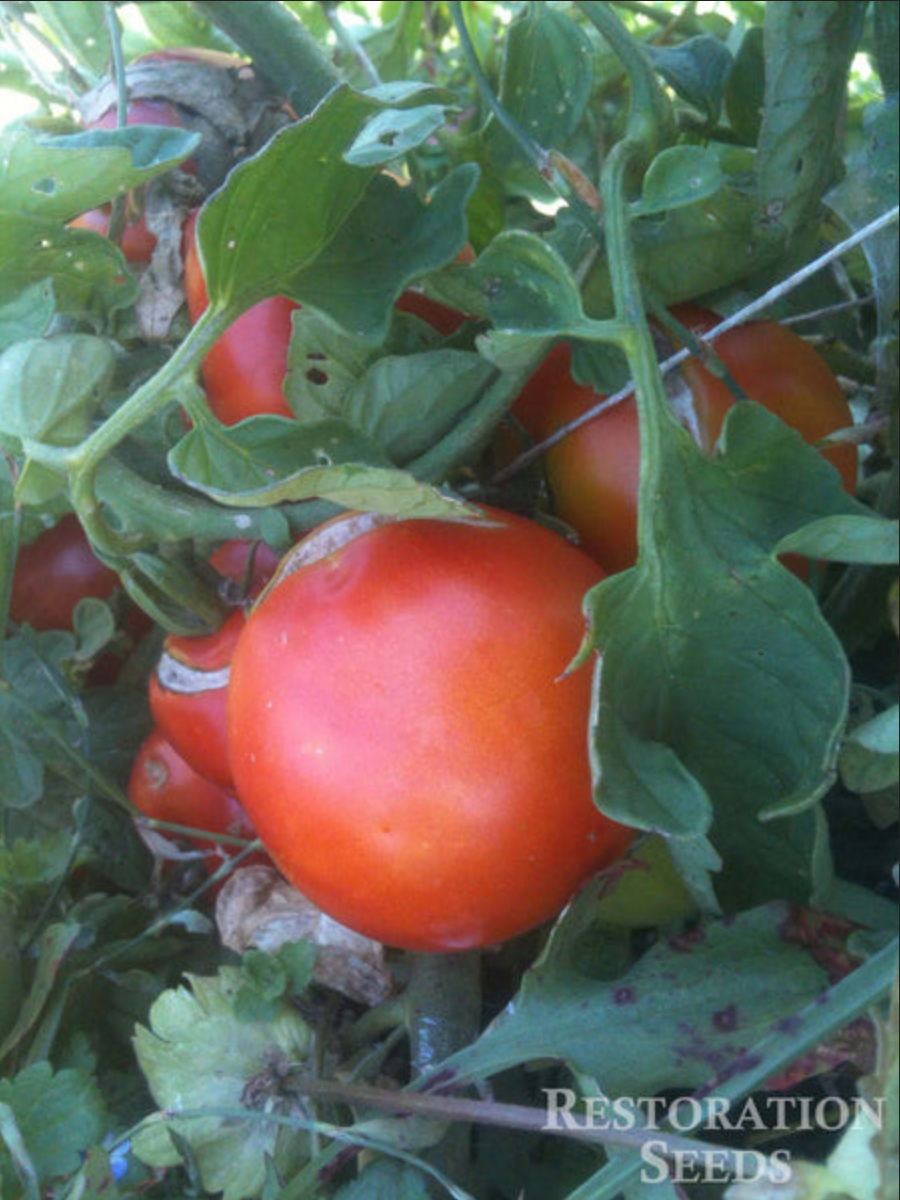 TOMATO 'Bonito Ojo'