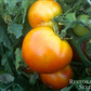TOMATO 'Bison'