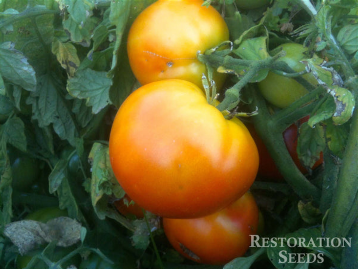 TOMATO 'Bison'