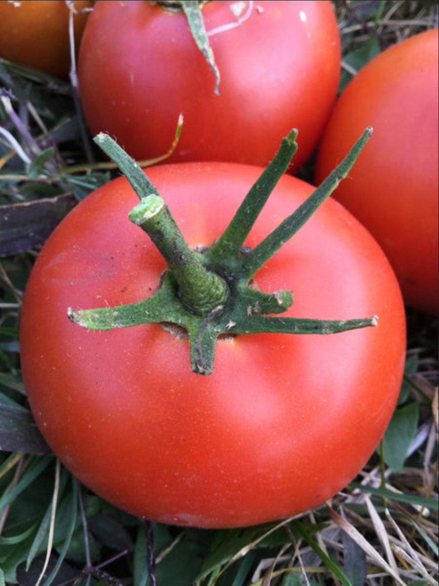 TOMATO 'Creole'