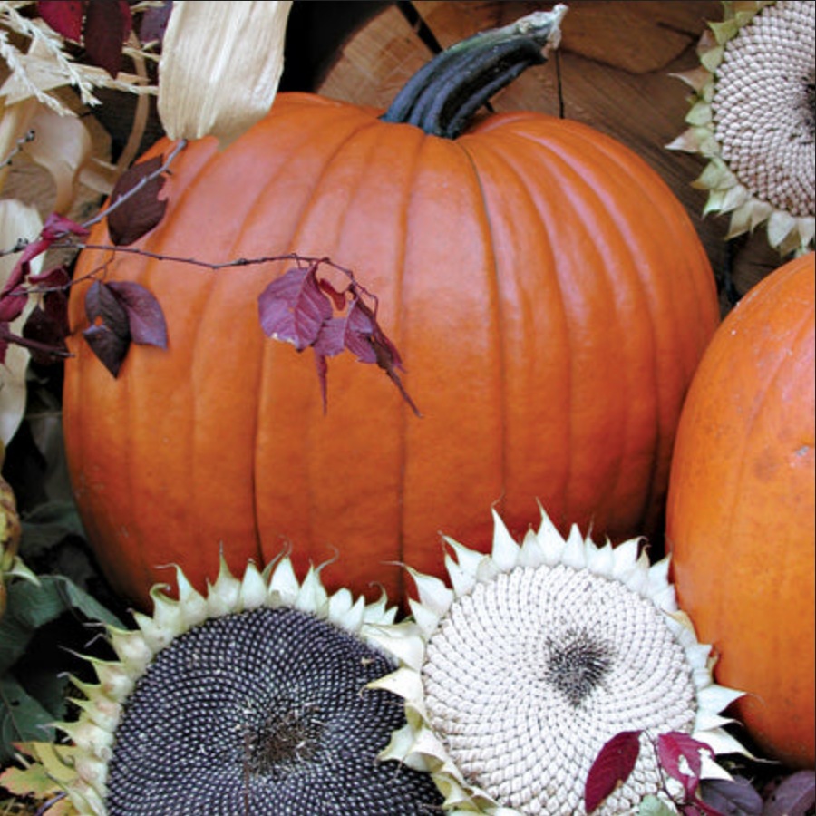 PUMPKIN 'Magic Lantern'