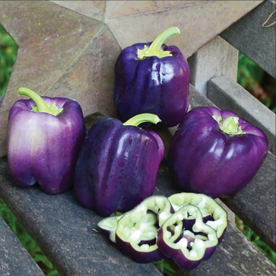 PEPPER 'Purple Star'