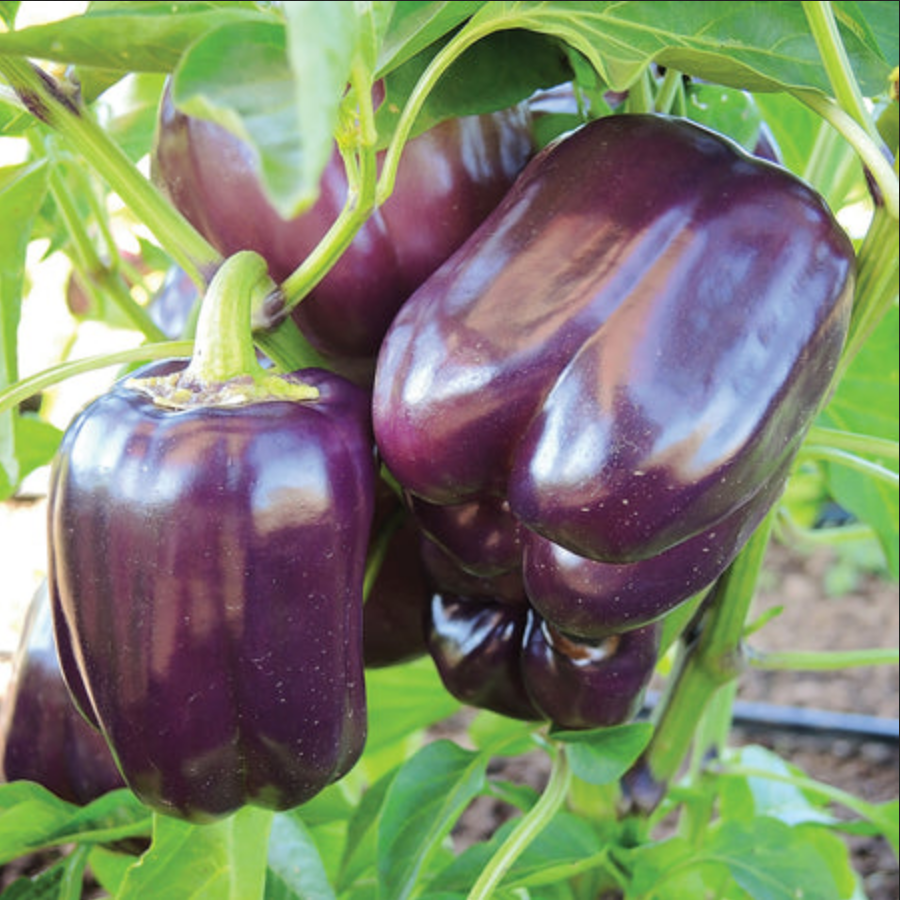 PEPPER 'Purple Star'