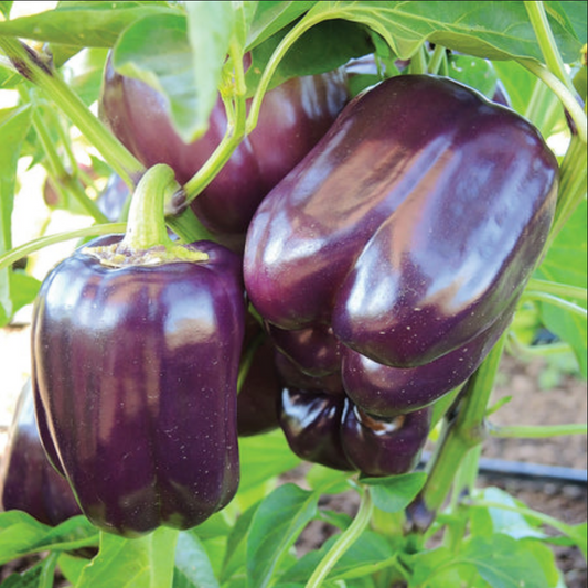 PEPPER 'Purple Star'