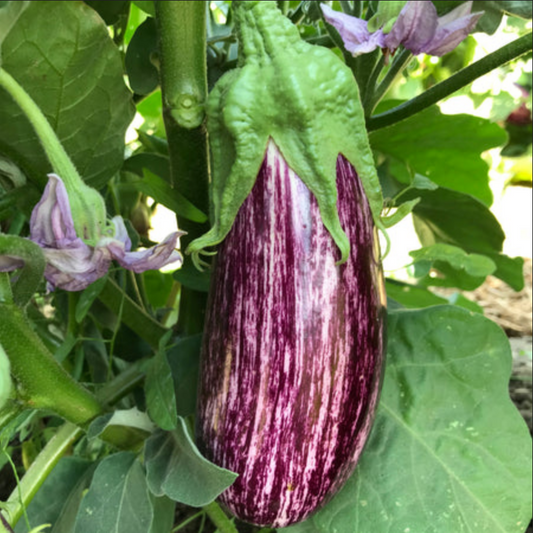 EGGPLANT 'Annina'