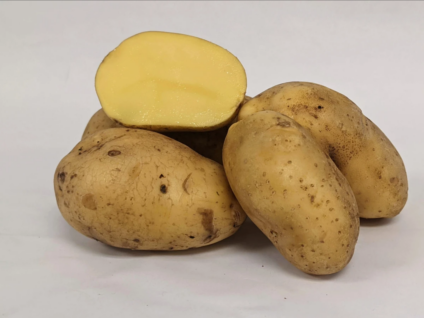 POTATO 'Carola'