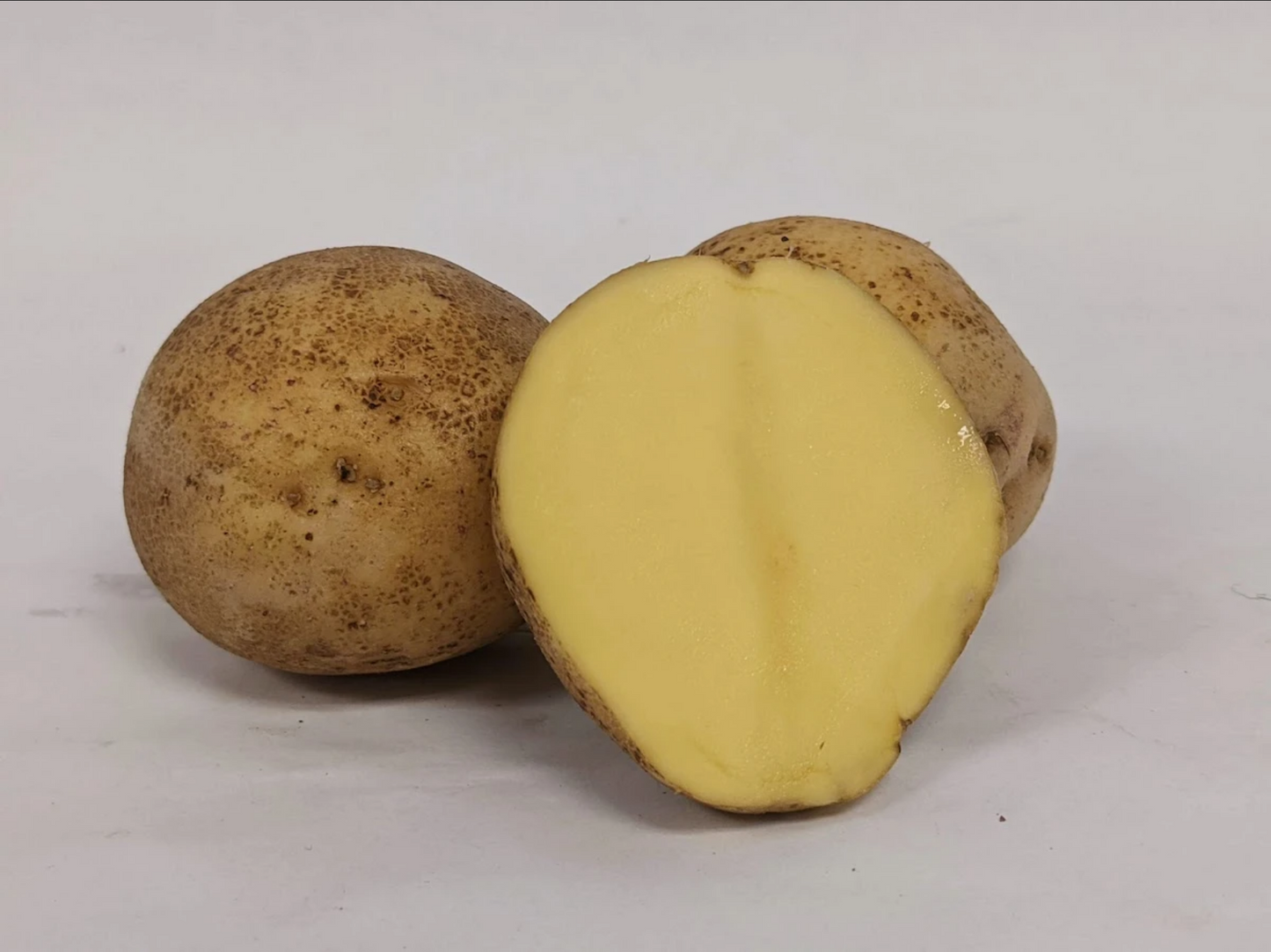 POTATO 'Yukon Gem'