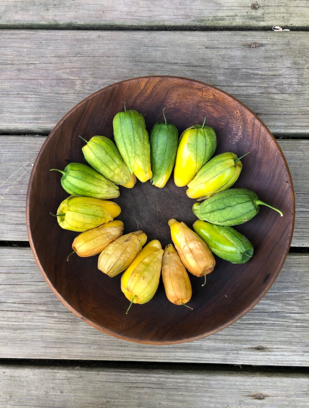 TOMATILLO 'Queen of Malinalco'