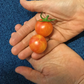 TOMATO 'Tropical Sunset'