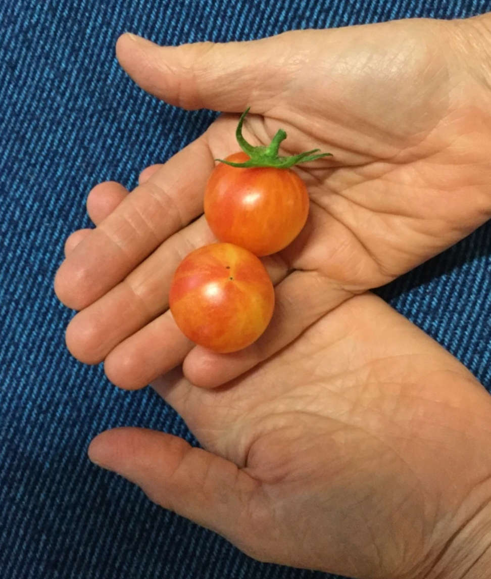 TOMATO 'Tropical Sunset'
