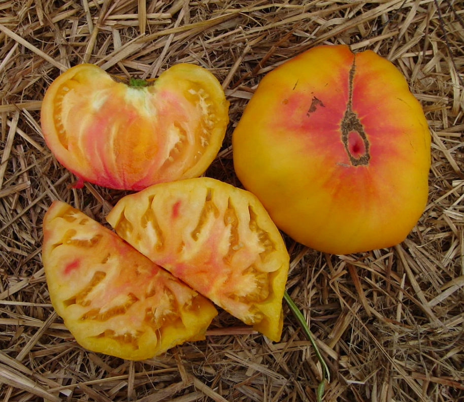 TOMATO 'Pineapple'