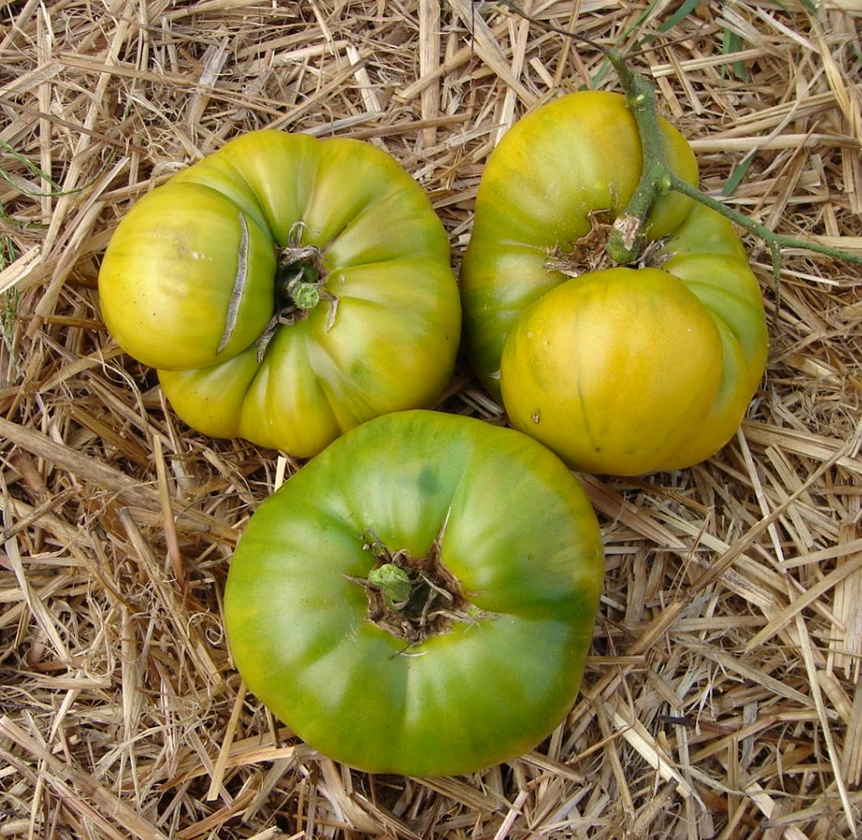 TOMATO 'Aunt Ruby's German Green'