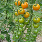 TOMATO 'Sun Gold'