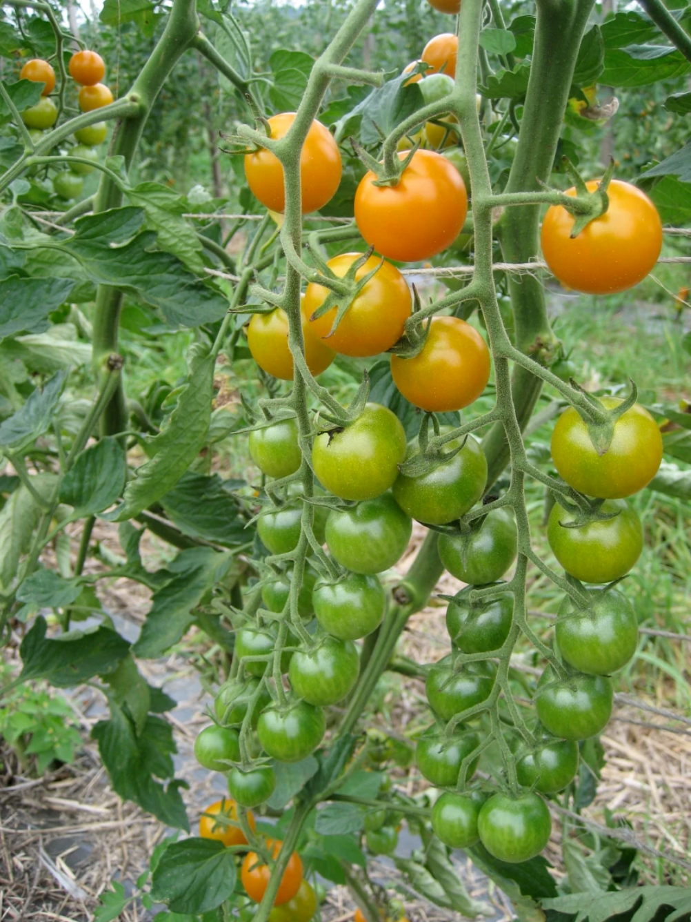 TOMATO 'Sun Gold'