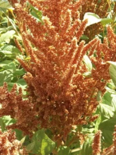 AMARANTH 'Hot Biscuits'