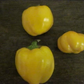 PEPPER 'Tangerine Pimiento'