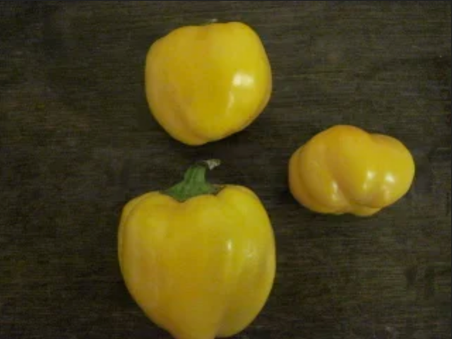 PEPPER 'Tangerine Pimiento'