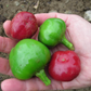 PEPPER 'Fireball'