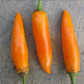 PEPPER 'Bulgarian Carrot Chili'