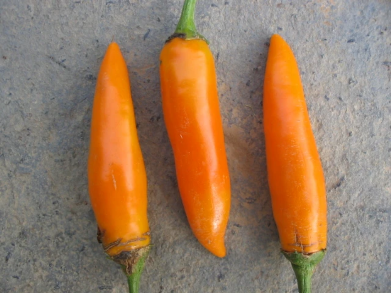 PEPPER 'Bulgarian Carrot Chili'