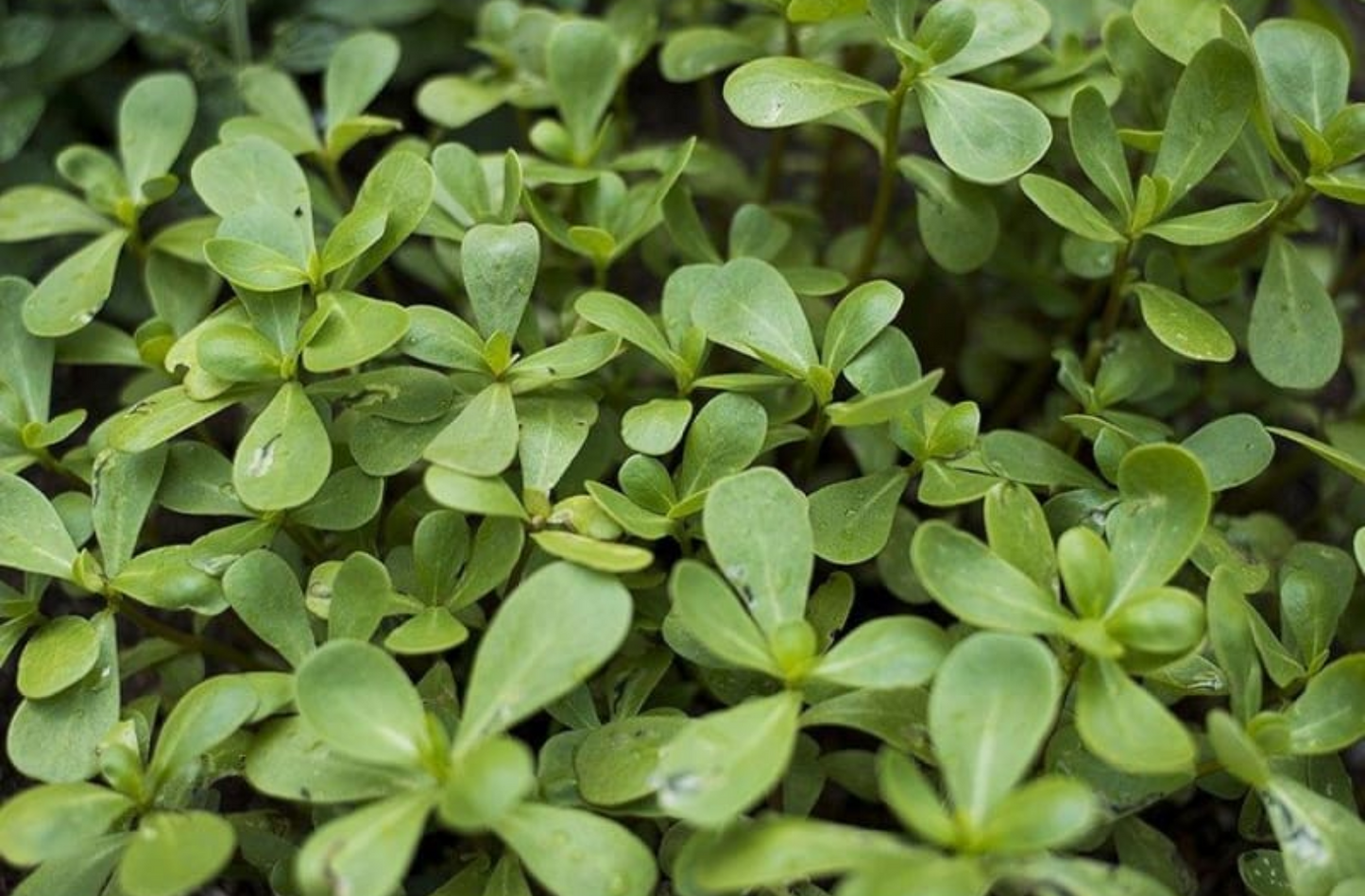 PURSLANE 'Gruner Red'