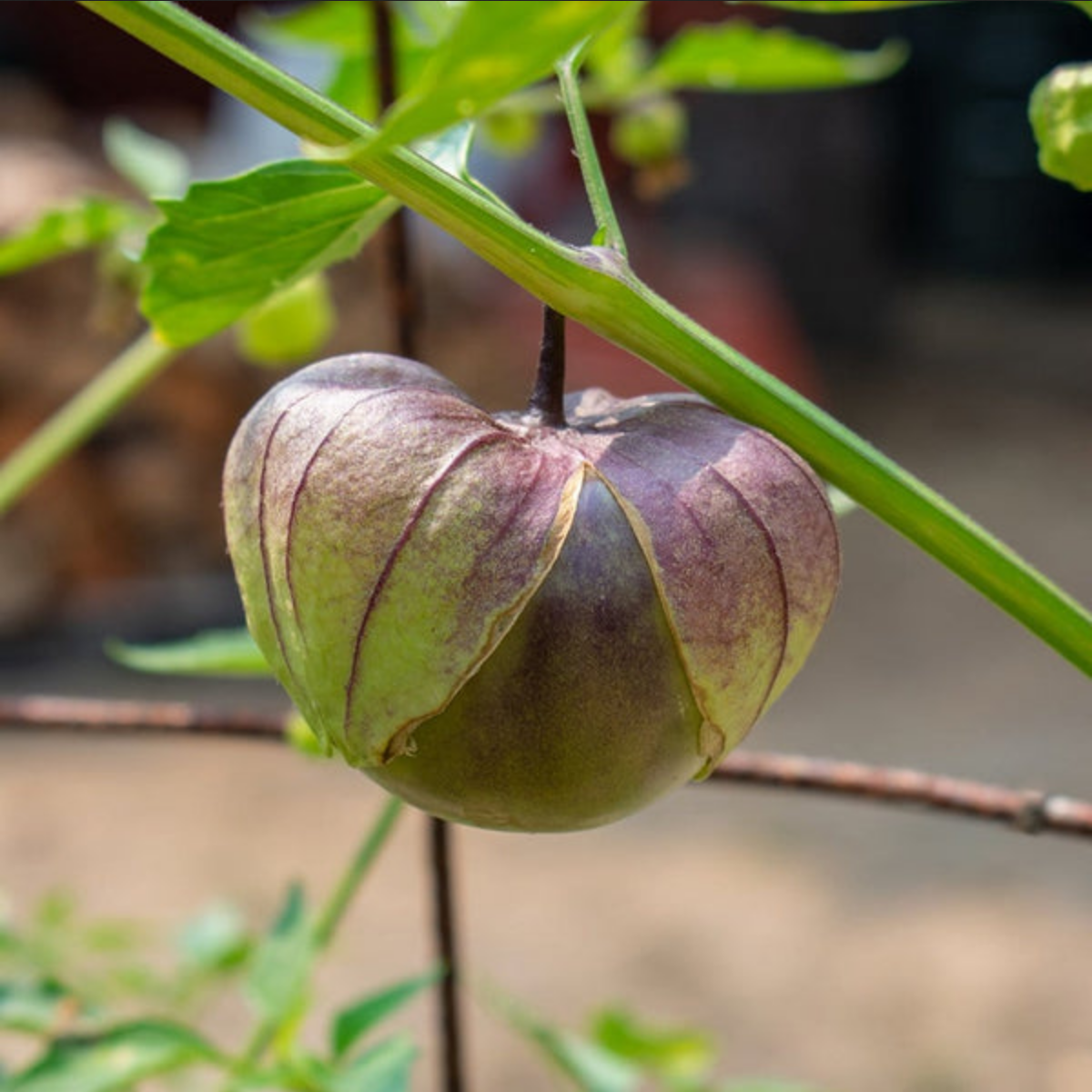 TOMATILLO 'De Milpa'