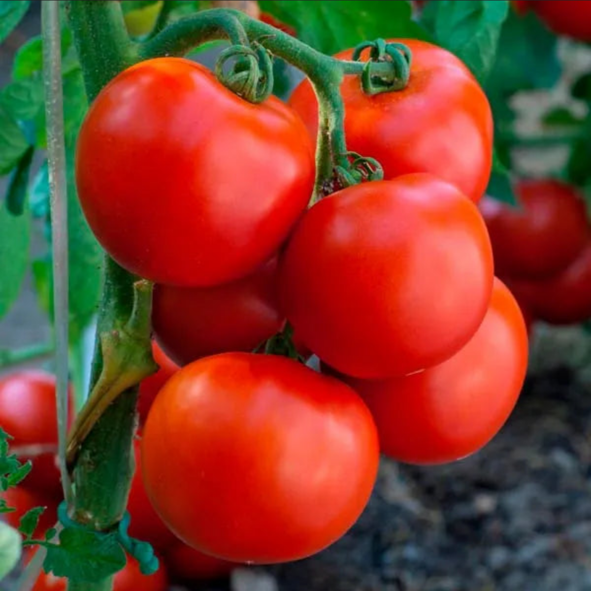 TOMATO 'Creole'