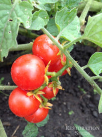 TOMATO 'Bonito Ojo'