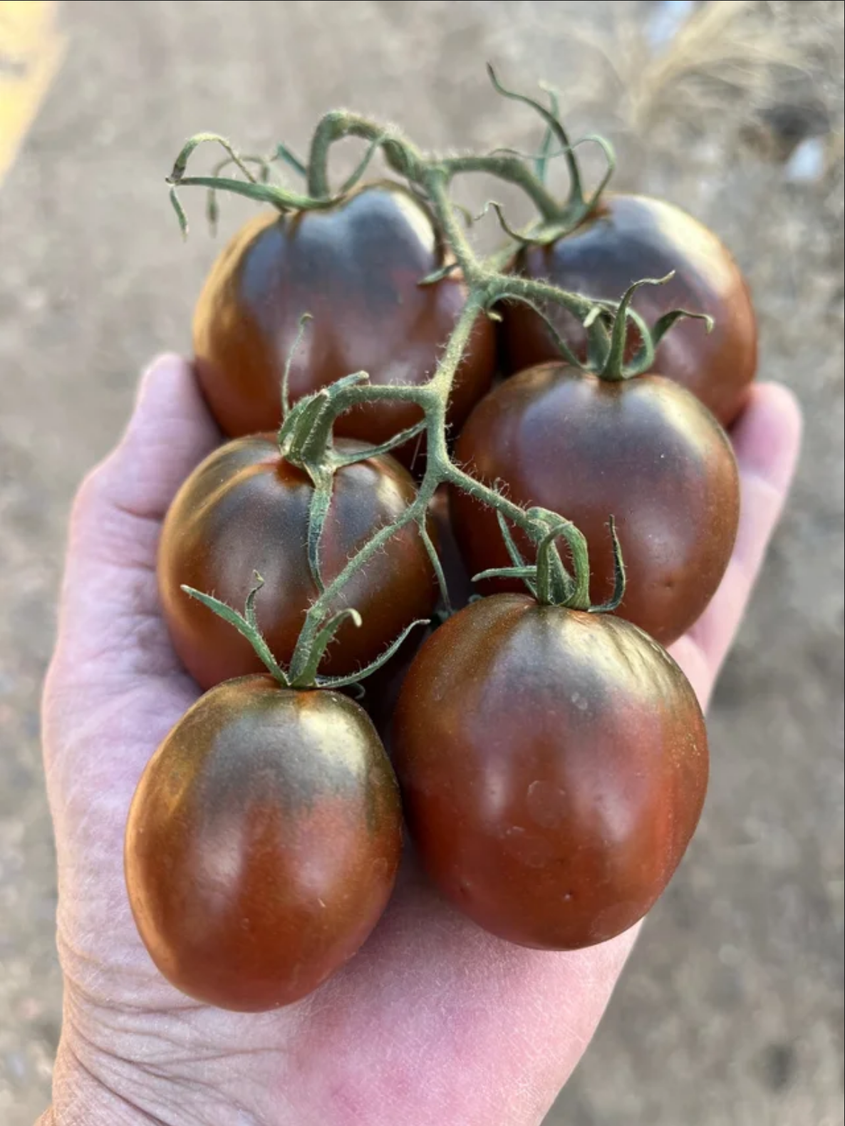 TOMATO 'Black Ethiopian'