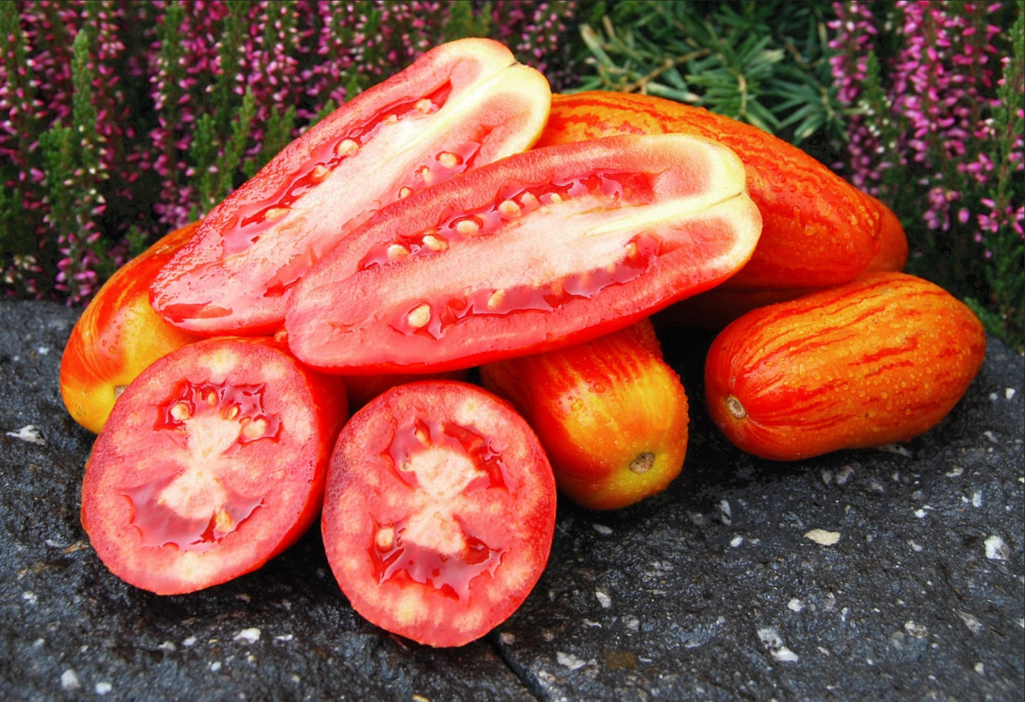 TOMATO 'Casady's Folly'