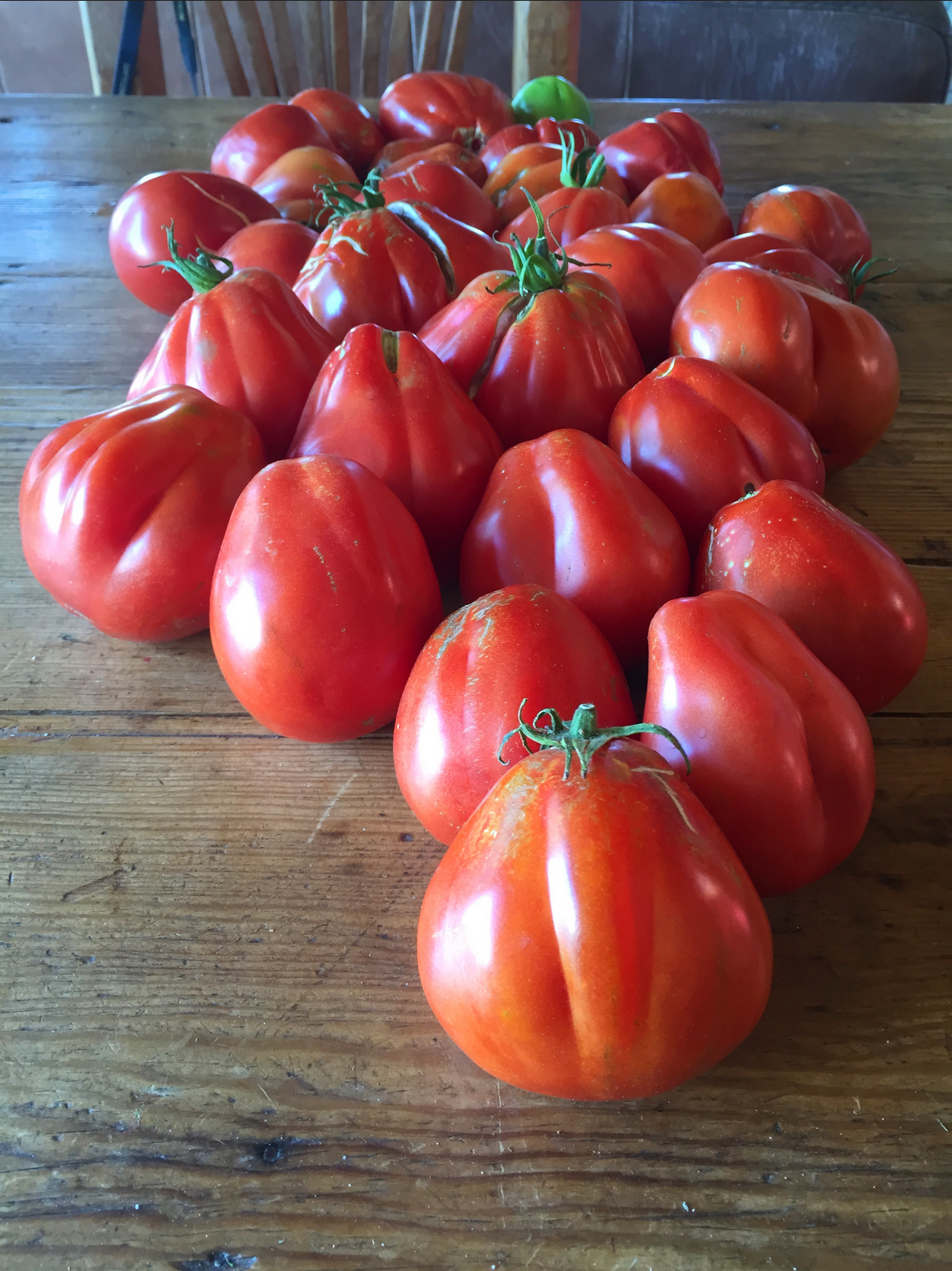 TOMATO 'Goldman's Italian American'