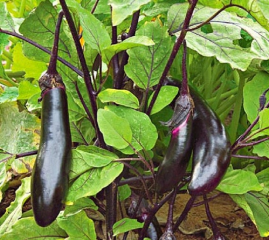 EGGPLANT 'Millionaire'