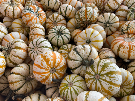 PUMPKIN 'Lil' Pump-ke-Mon'