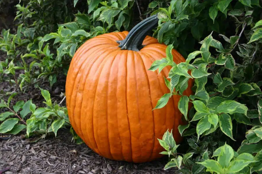 PUMPKIN 'Spartan'