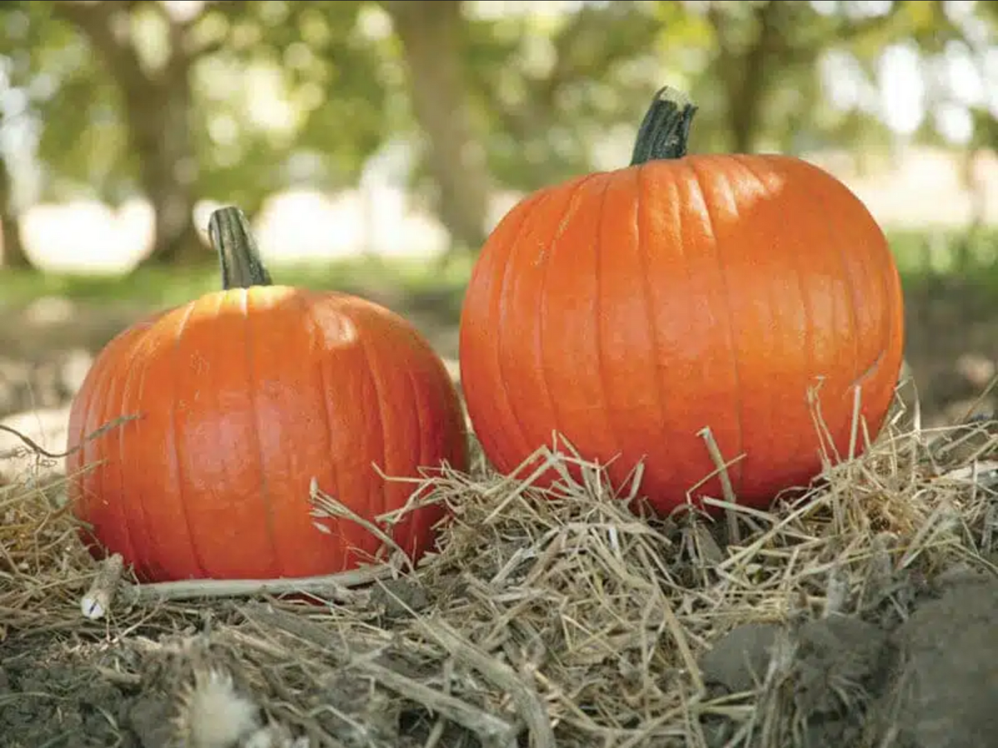 PUMPKIN 'Magic Lantern'