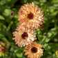 CALENDULA 'Touch of Red Buff' --Calendula officinalis--