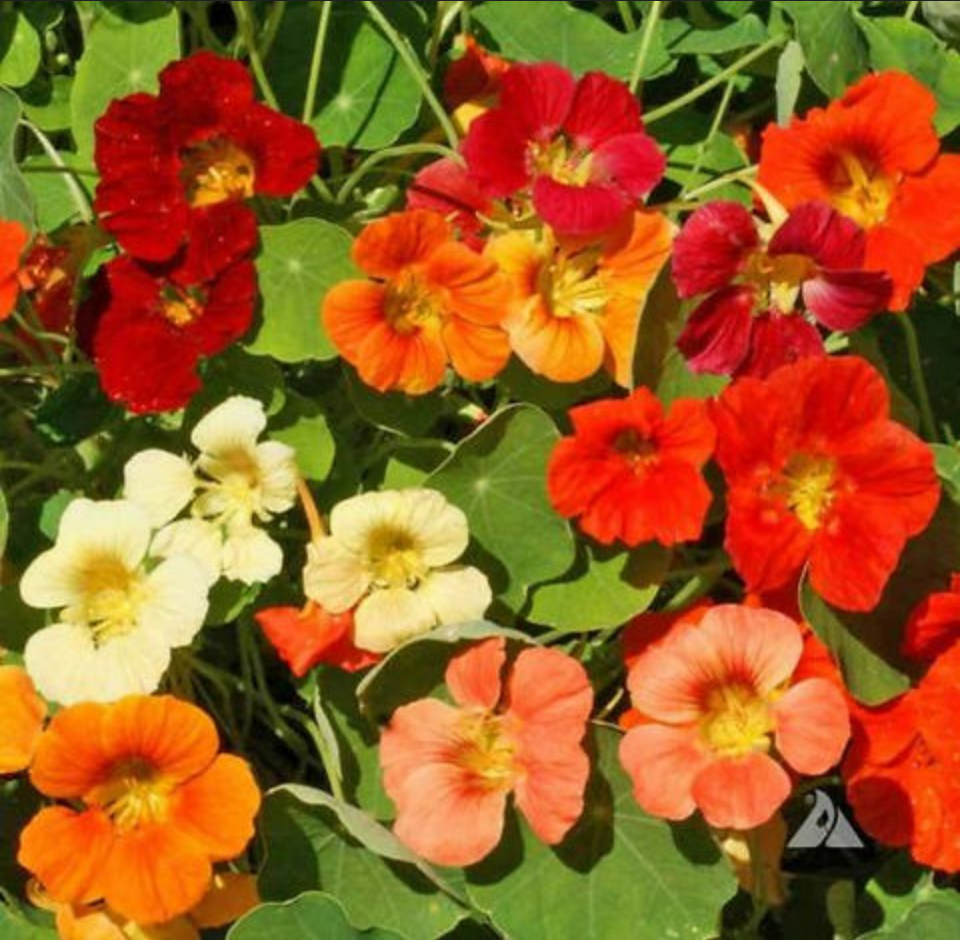 NASTURTIUM 'Tip Top' --Tropaeolum majus--