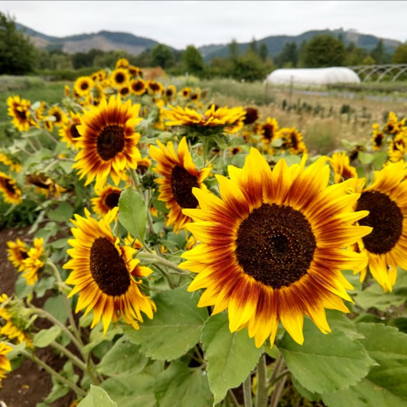 SUNFLOWER 'Ring of Fire'