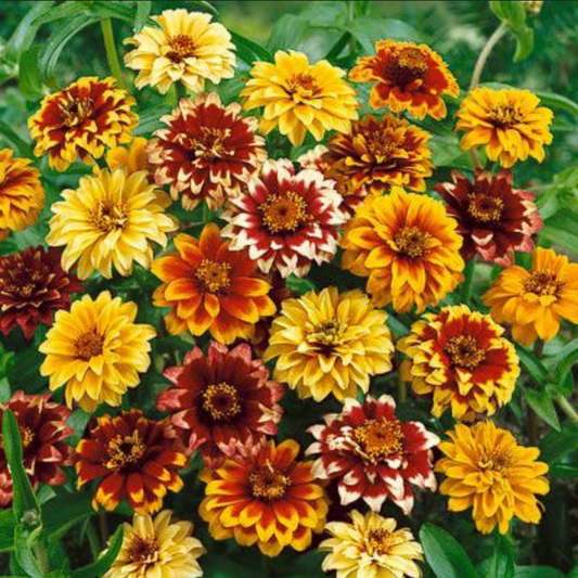 ZINNIA 'Persian Carpets'