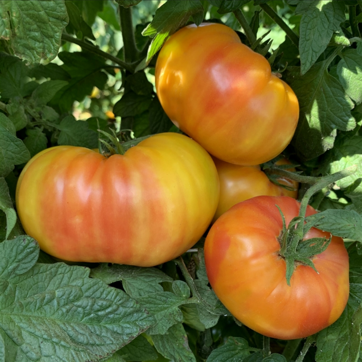 TOMATO 'Hillbilly'