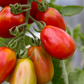 TOMATO 'Cherry Roma'