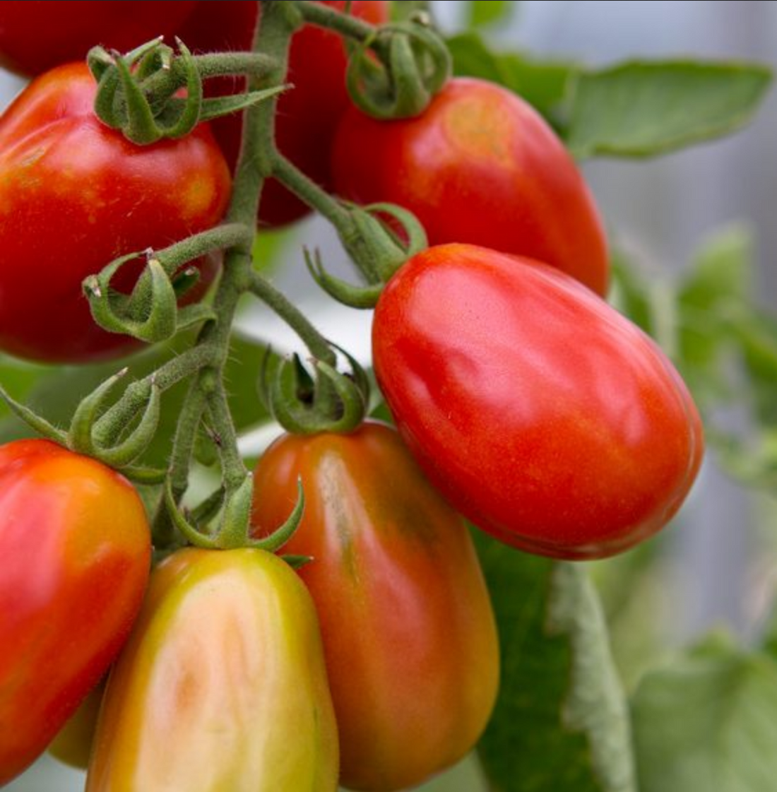 TOMATO 'Cherry Roma' - Austin Plant Nursery – Lone Star Nursery