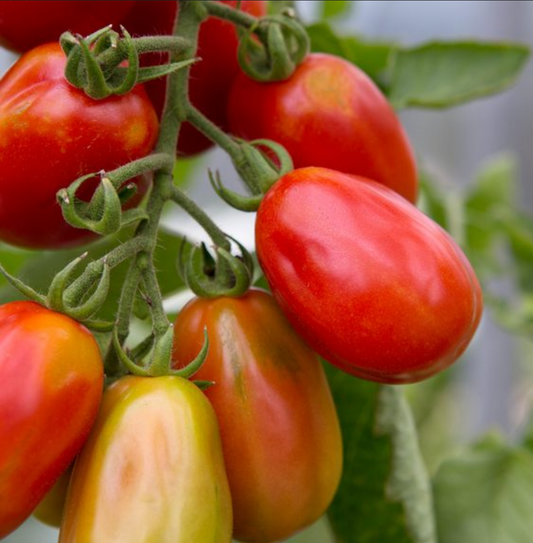 TOMATO 'Cherry Roma'