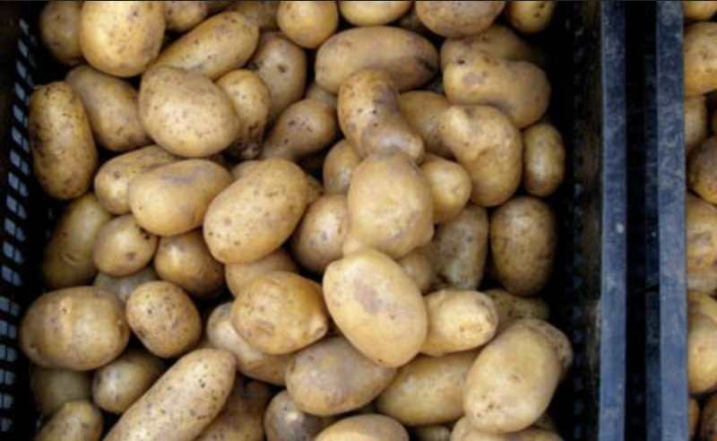 POTATO 'Carola'