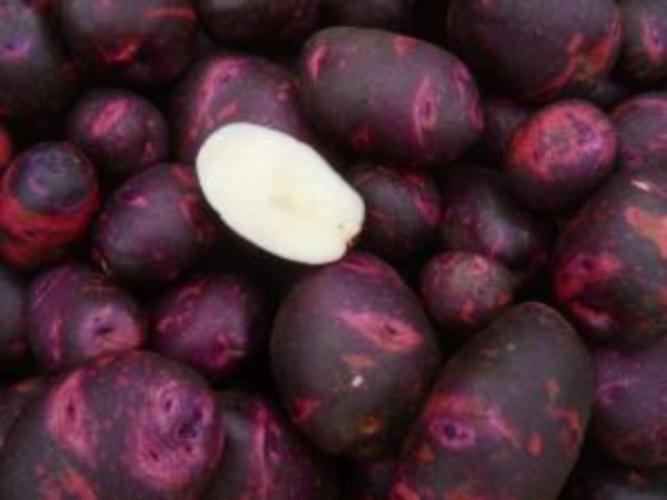 POTATO 'Purple Viking'