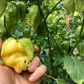 TOMATILLO 'Queen of Malinalco'
