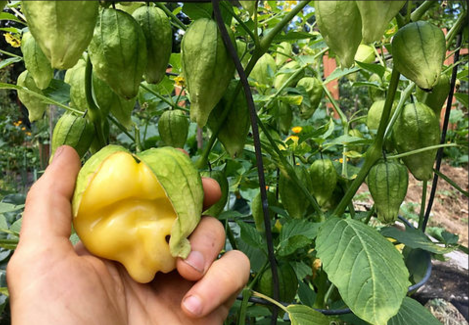 TOMATILLO 'Queen of Malinalco'